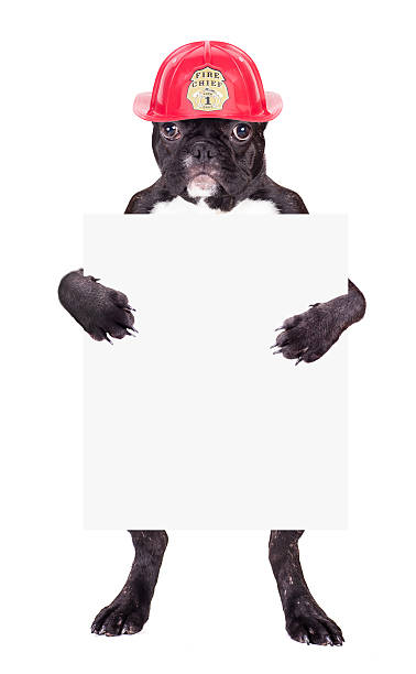 istock French bulldog in a helmet 534760709