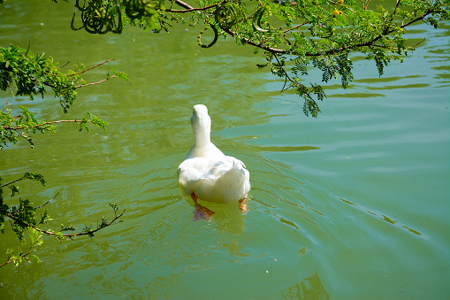 back view of a white duck swimming in a green pond