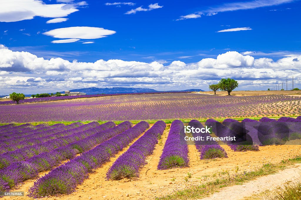 Provence, France violet fields of blooming lavande 2015 Stock Photo Provence, France violet fields of blooming lavande 2015 Stock Photo