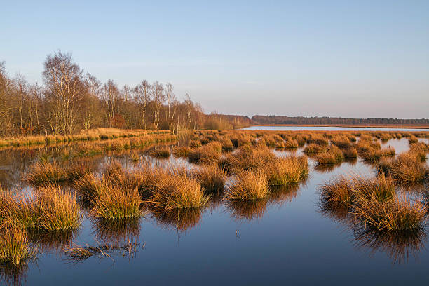 istock Water and Grass in Fochterloerveen 534762605