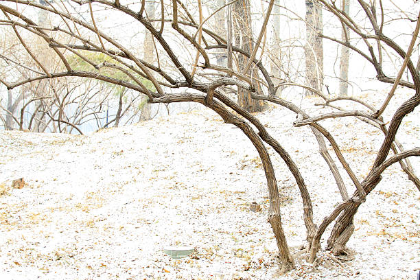 Dry trees landscape in the snow