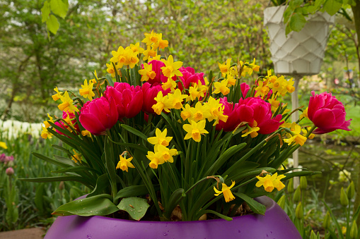 yellow daffoldils and pink  tulips in spring garden