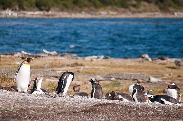 emperor penguin in ushuaia argentina