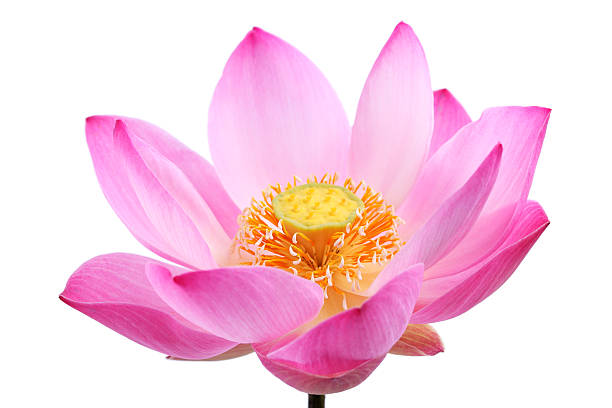 istock lotus flower isolated on white background 534781219