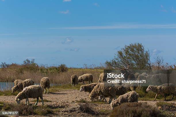 Camargue Sheep 1 Stock Photo - Download Image Now - Camargue, France, Sheep