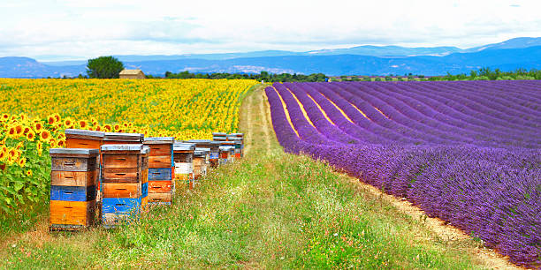 istock Fields in Provence, France 534781613