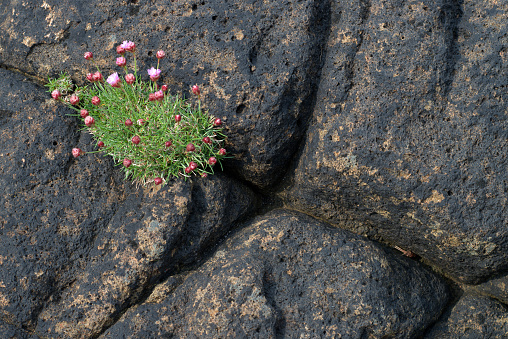 Top view of wild flowers growing out of a crack in a brown stone.