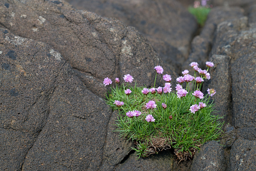 Northern wild flowers growing in the cracks of stone