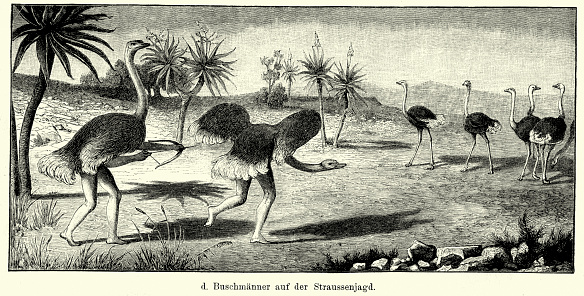 Vintage engraving of bushmen disguised as ostrich while on a hunt. The San people (or Saan), also known as Bushmen or Basarwa are members of various indigenous hunter-gatherer people of Southern Africa, whose territories span Botswana, Namibia, Angola, Zambia, Zimbabwe and South Africa. Ferdinand Hirts Geographische Bildertafeln,1886.