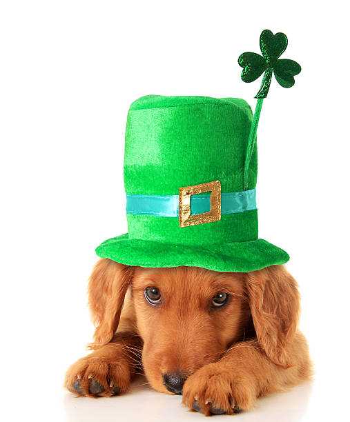 irish shamrock uppy - st patricks day dog irish culture leprechaun fotografías e imágenes de stock