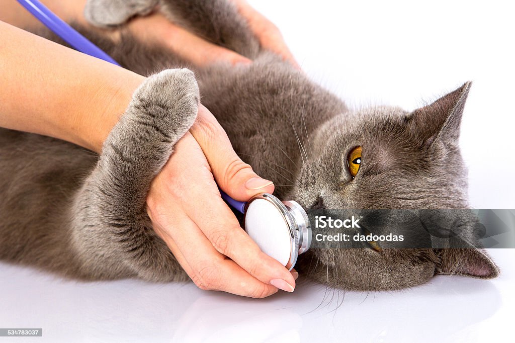 doctor and a British cat on white background The doctor listens to breathing cat on a white table against a white background 2015 Stock Photo