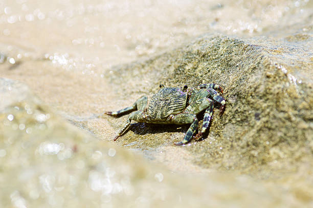 istock Small crab goes to the water on coastal rocks 534783405