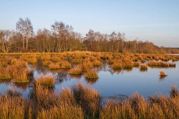 istock Water and Grass in Fochterloerveen 534785199