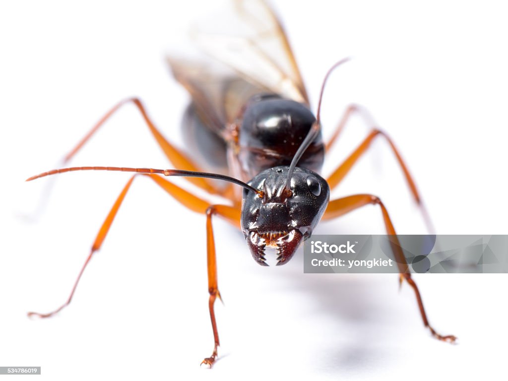 Black Carpenter Ant (Camponotus pennsylvanicus) Close up of Black Carpenter Ant or Camponotus pennsylvanicus (winged male) on white background Carpenter Ant Stock Photo