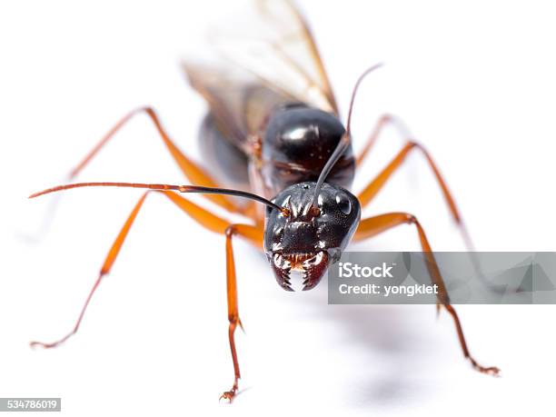 Black Carpenter Ant Stock Photo - Download Image Now - Carpenter Ant, 2015, Animal