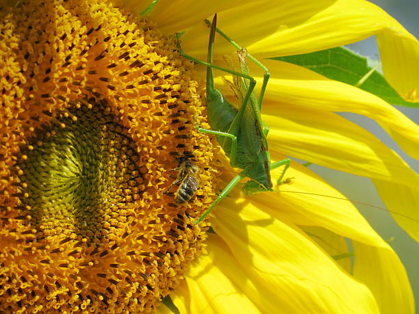 Insect of the steppes stock photo