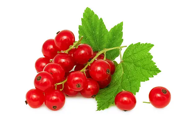 One bunch of ripe redcurrant with green leaves isolated on white background