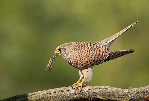 hembra kestrel falcon con macho lagarto de arena - lacerta agilis fotografías e imágenes de stock