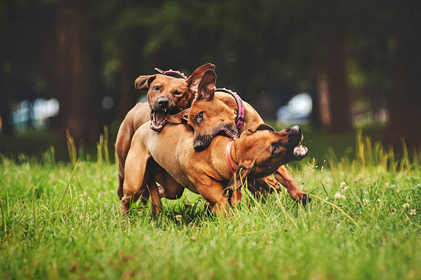 istock Rhodesian Ridgeback dogs playing in summer 534787063