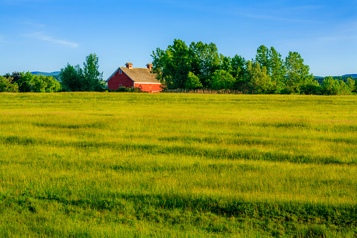 Summer green meadow, late afternoon, trees, red barn in background. Upstate New York.