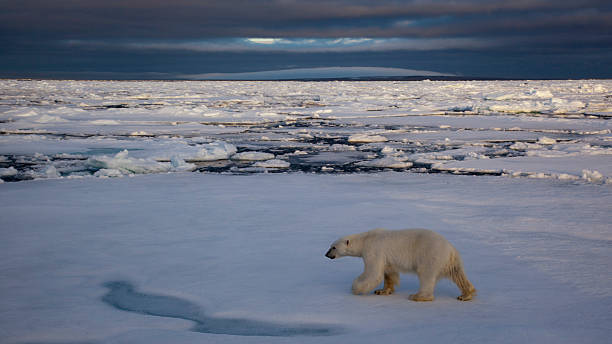 istock Eisbaer, Ursus maritimus, polar baer 534787991