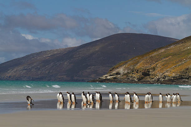 istock Eselspinguin Pygoscelis papua Gentoo Penguin 534788565