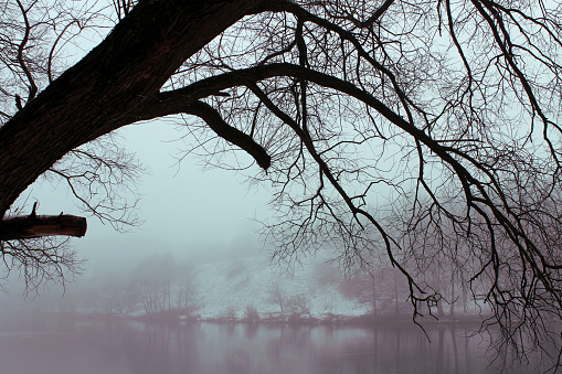 Thick fog in the beautiful winter forest