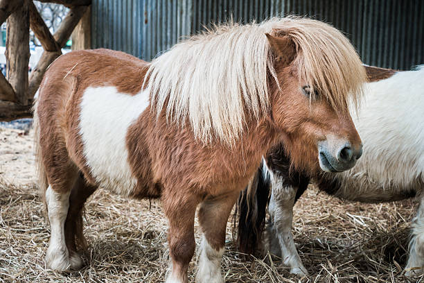 istock Brown miniature horse with long hair 534789657