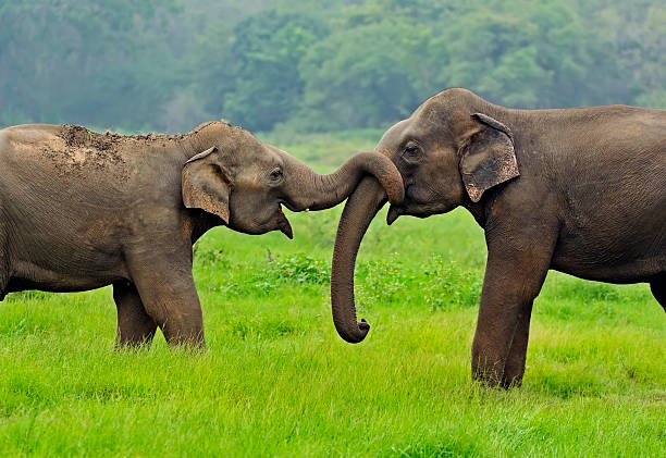 elefante - elefante asiático - fotografias e filmes do acervo