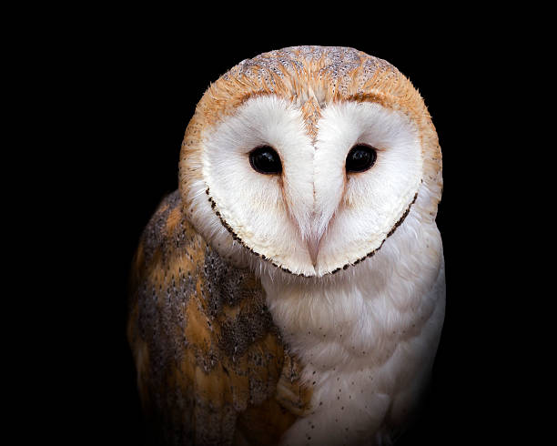coruja - night perching owl imagens e fotografias de stock