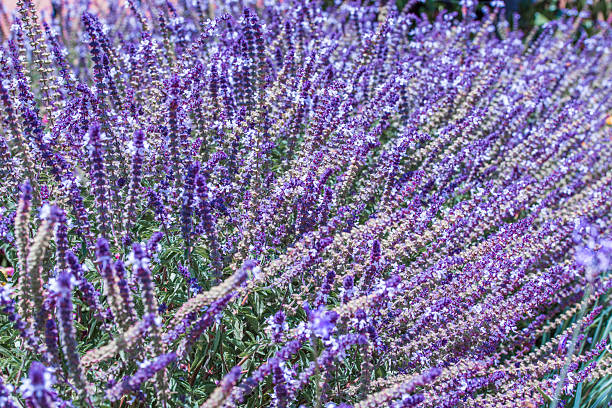 istock flowers lavender color violet wall background beautiful pattern 534798433