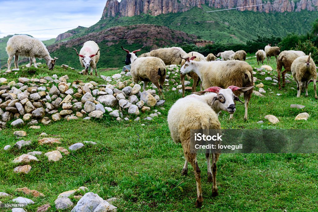 group of sheep  on meadow of highland 2015 Stock Photo