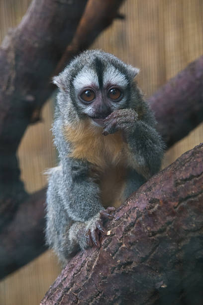 istock tropical animal lemur laurie 534800211