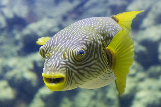 istock exotic fish with bulging eyes, mouth yellow and yellow-finned 534800231