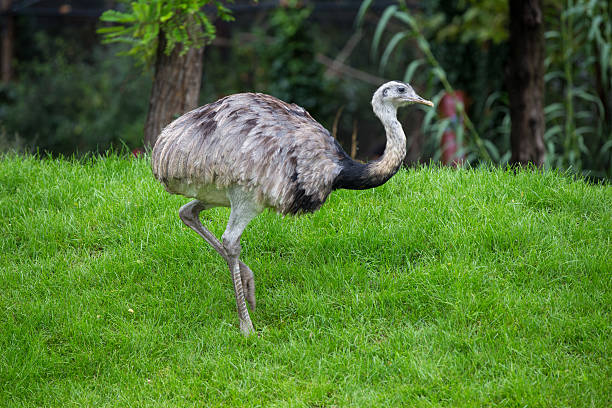 istock Ostrich standing on the green grass 534800237