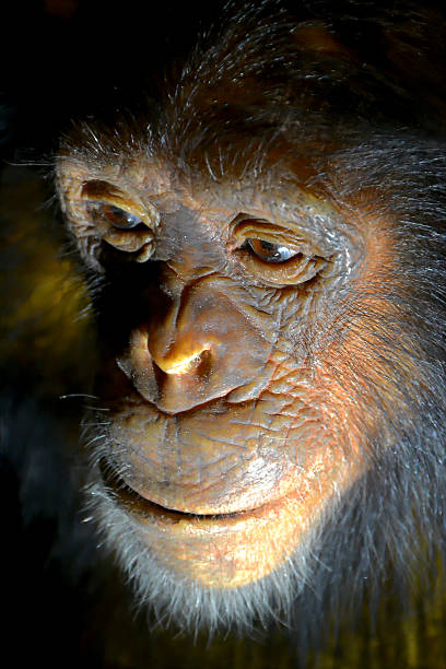 istock head of a chimpanzee 534801587