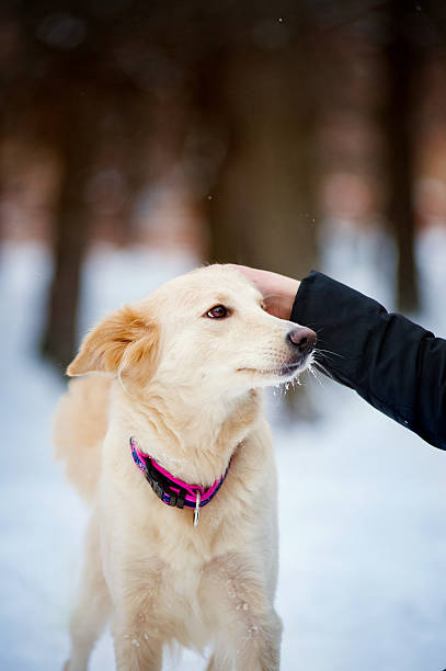 istock Lovely purebreed dog training 534801615