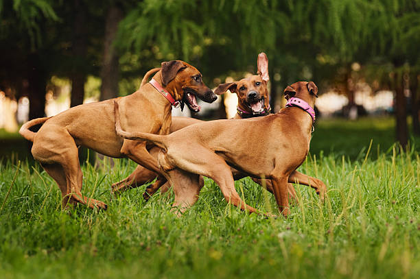 istock Rhodesian Ridgeback dogs playing in summer 534801765