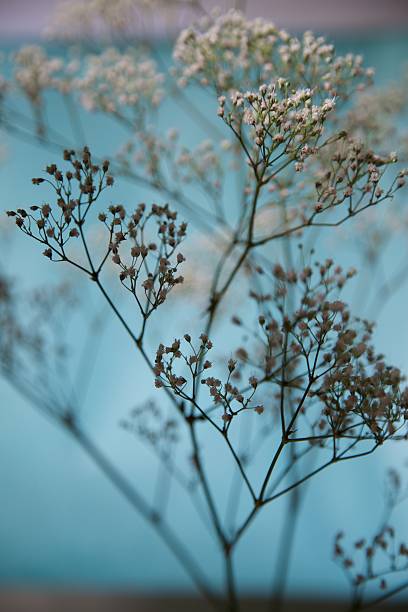 istock White Baby's Breath with Blue and Lavender Background 534801837