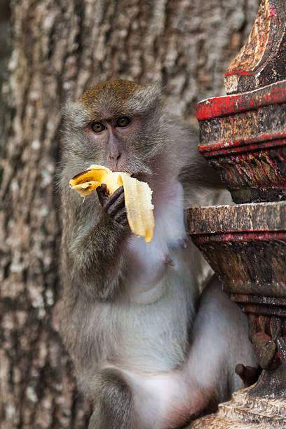 istock Macaque in the Tiger cave temple, Krabi, Thailand 534802013