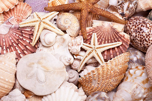 istock background of  various seashells, starfish and seahorse 534802241