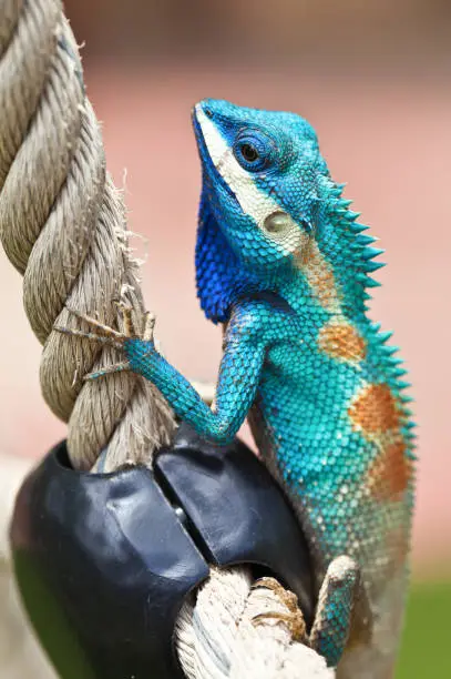 Photo of Blue Lizard