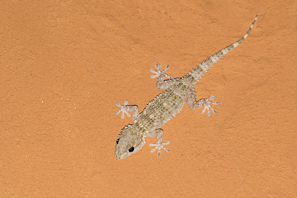 istock Tarentola mauritanica, mediterranean gecko on an orange ceiling 534803395