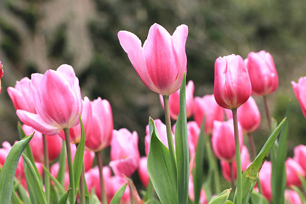 istock Tulip flowers,Curcuma,Common Tulipa,Common Garden Tulipa 534804613