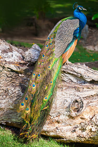 istock Wild male Peacock bird sitting on old tree in forest 534805035
