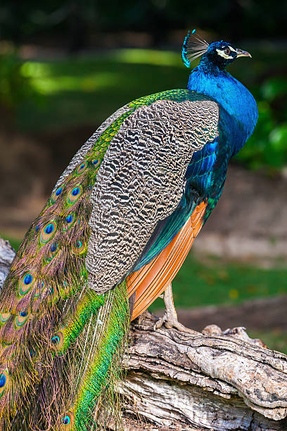 istock Wild Peacock sitting on old tree in tropical forest 534805037