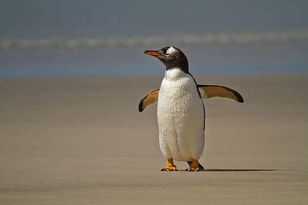 istock Eselspinguin, Gentoo penguin on waterfront 534805519