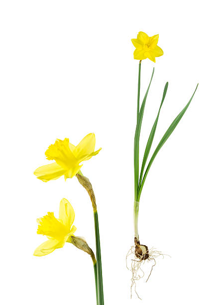 istock Daffodil bulb, leaves and flowers 534805541