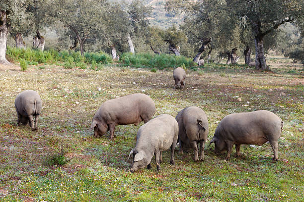 istock Group of Iberian pig in the meadow 534805665