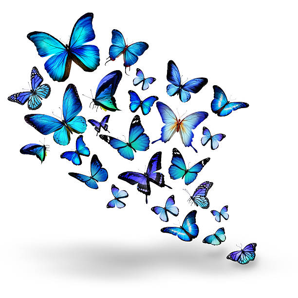 istock Many different butterflies, isolated on white background 534806713